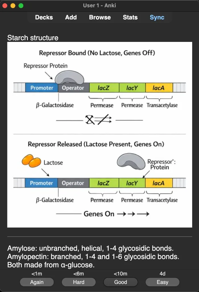 Sample Anki card: Starch structure