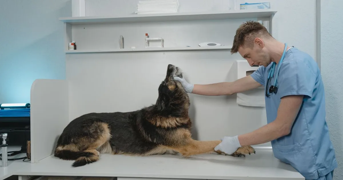 Veterinary Assistant practice test study cluster